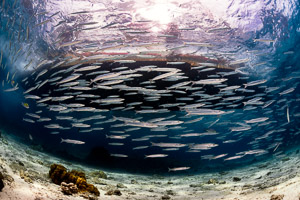 Barracudas in Thailand