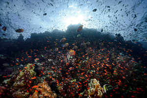 Divesite Batee Tokong