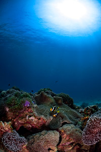 Clownfish from Thailand