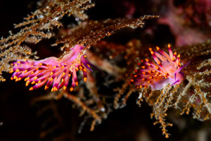 Flabbelina in Thailand