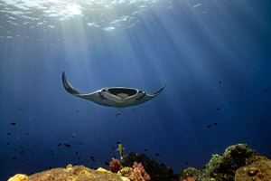 Manta in Thailand