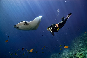 Manta in Thailand