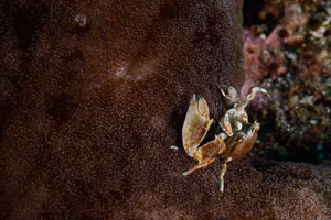 Porcelain crab in Indonesia