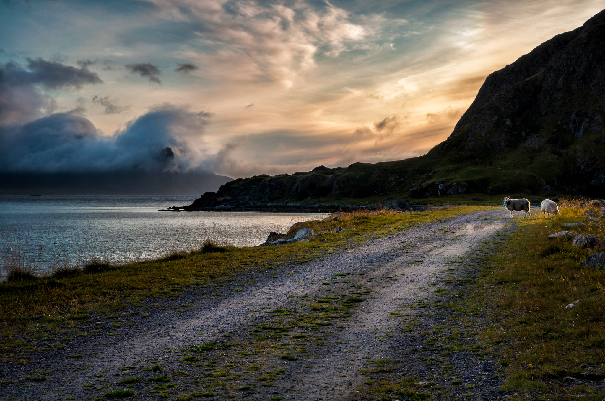 Lofoten sheep