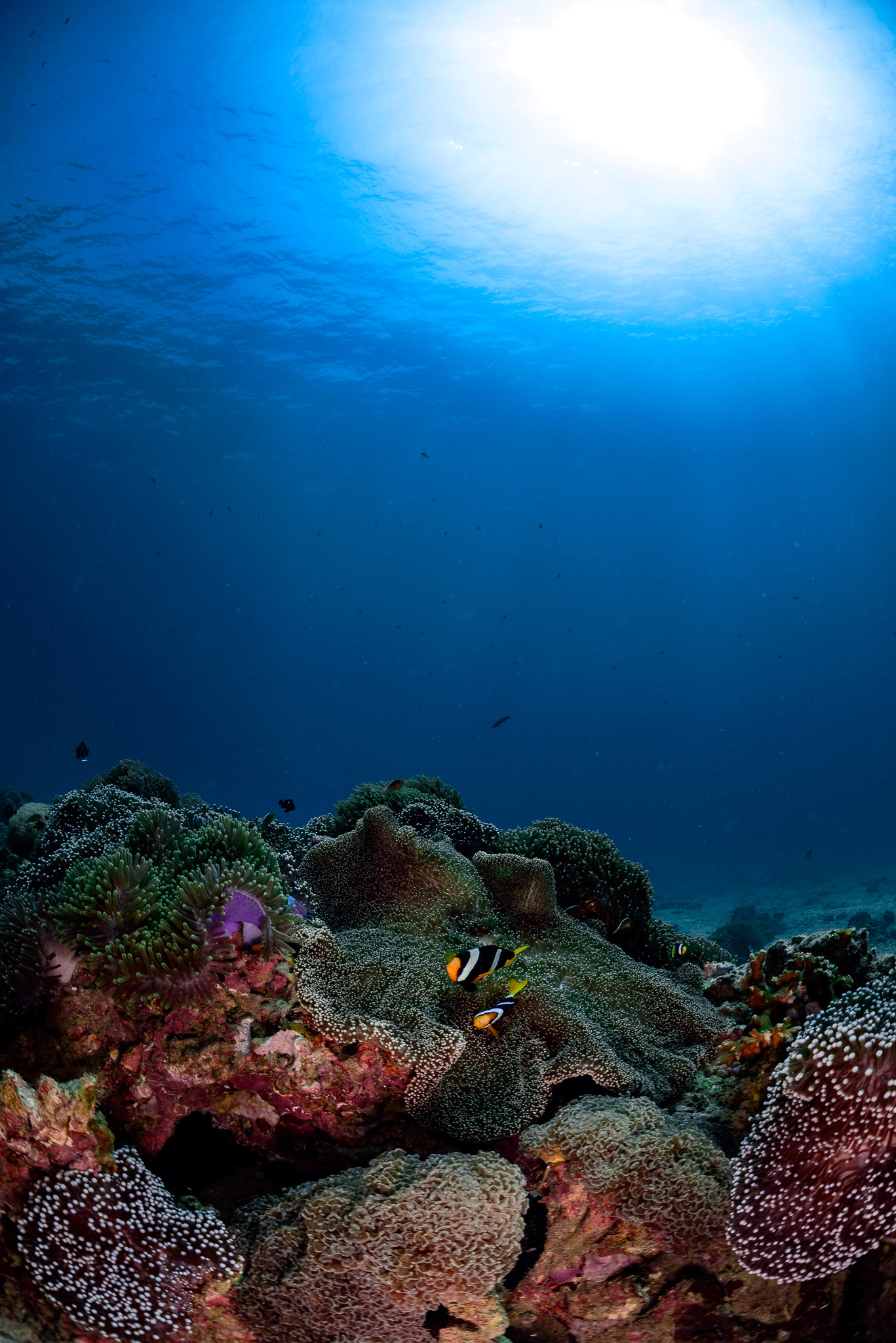 Clownfish from Thailand