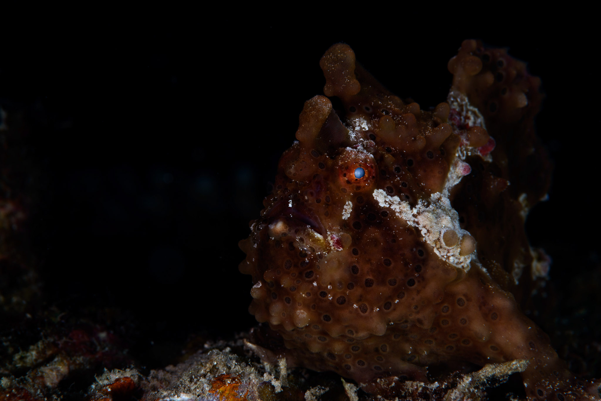 Frogfish in Indonesia