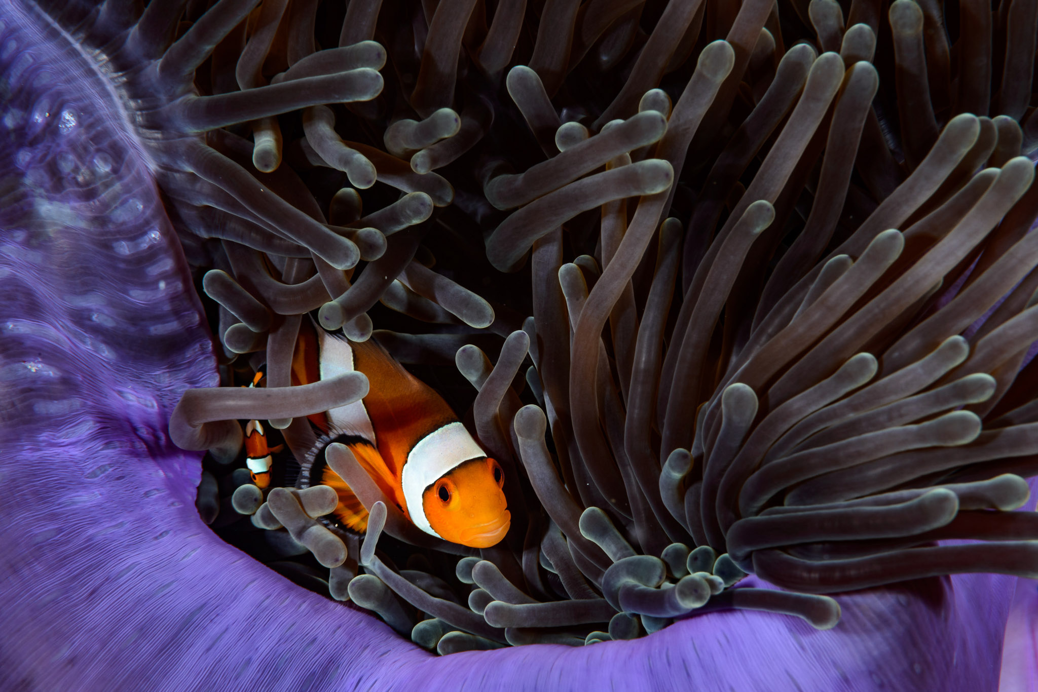 Clownfish in Thailand