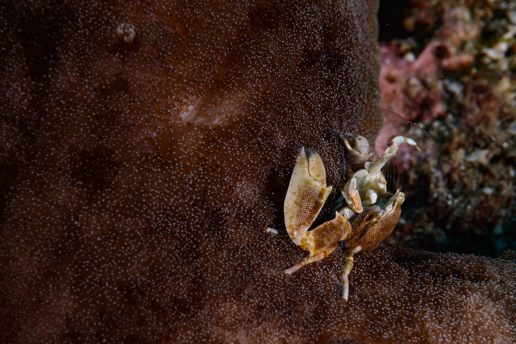 Porcelain crab in Indonesia